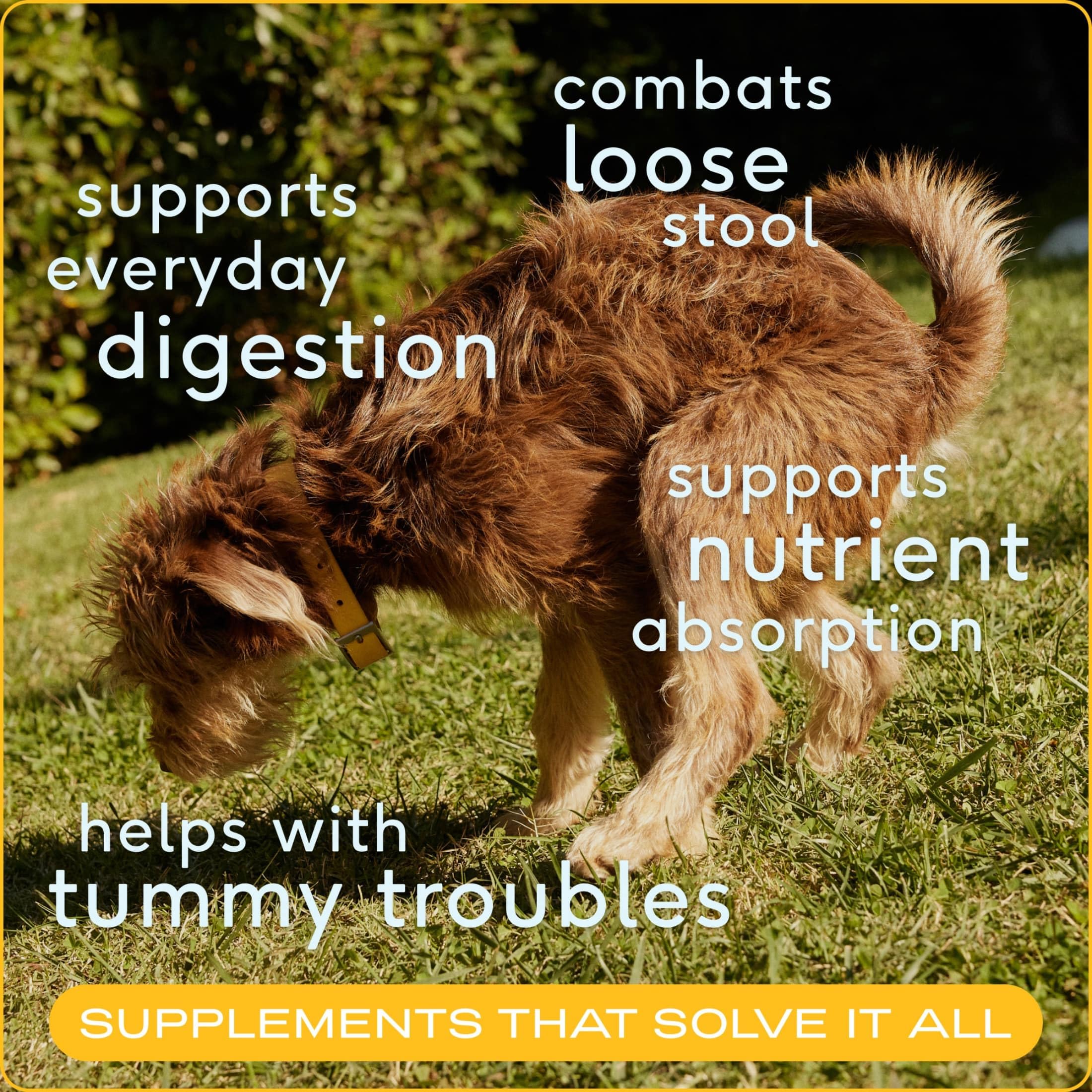 Native Pet Digestive & Wellness Boost Bundle: Probiotic for Dogs (4.1 Oz.), Daily Multivitamin (7 Oz.), & Pumpkin Fiber Support (8 Oz.) - Image 4