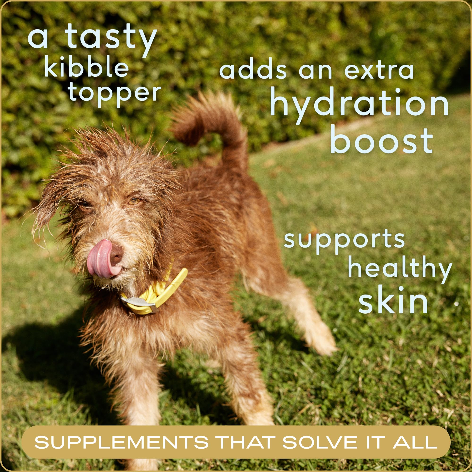 Native Pet Dogs & Cat Broth Bundle | Chicken & Beef Flavored | Dog Food Topper for Picky Eater | Dog Gravy & Bone Broth Powder - Image 3