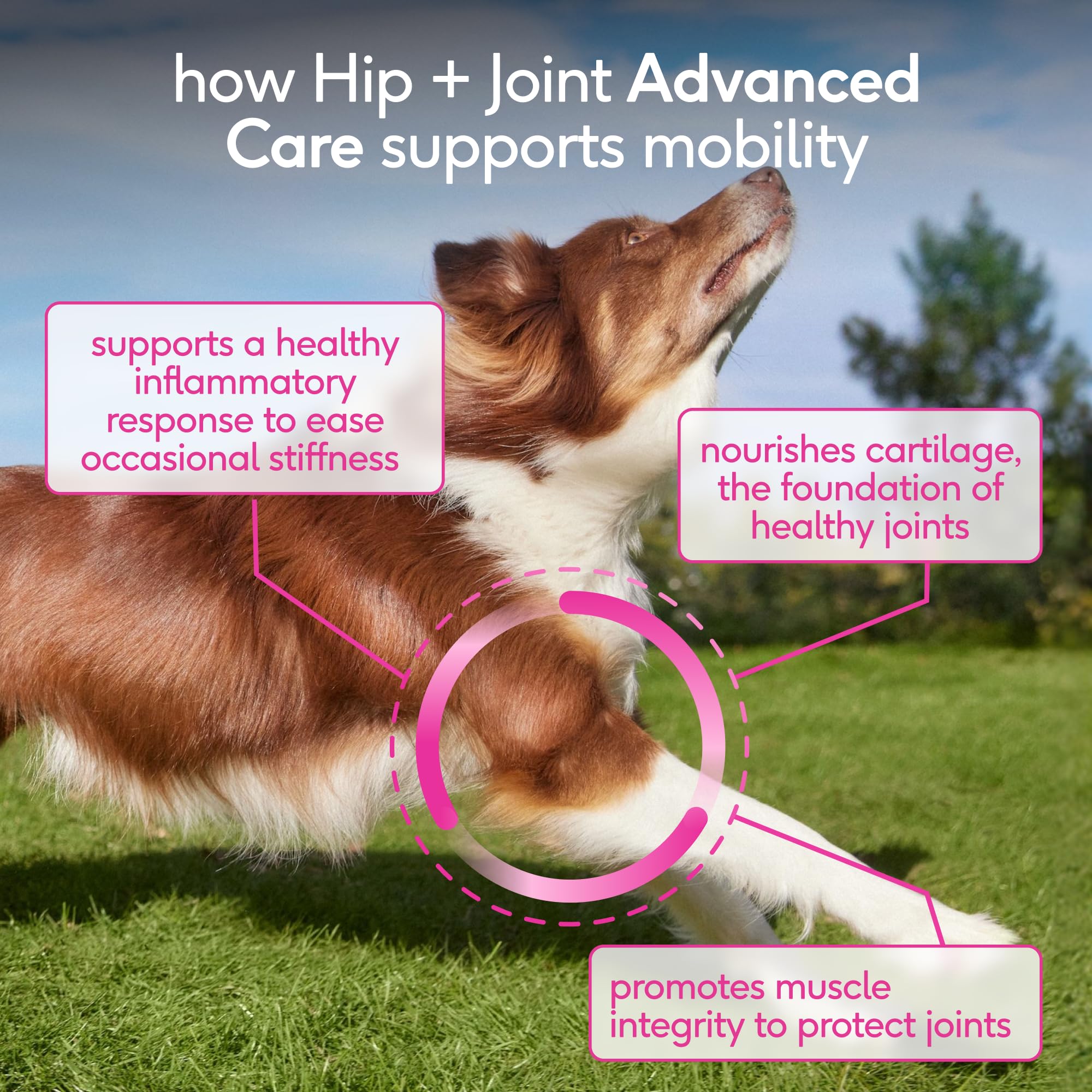 Native Pet Hip & Joint Advanced Care Dog Joint Supplement Powder for Mobility & Movement Support, Joint Supplement for Dogs with HMB, UC-II Collagen, Green Lipped Mussel & Hyaluronic Acid – 30 Scoops - Image 4
