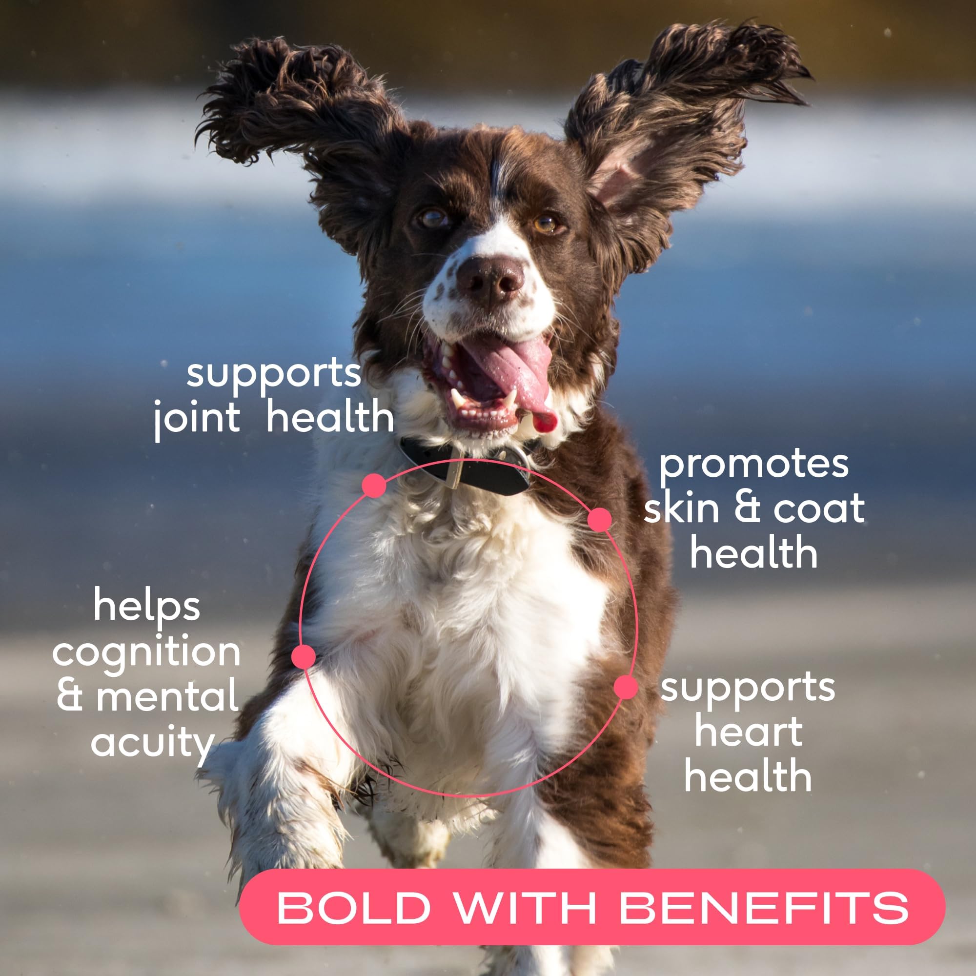 Native Pet Healthy Belly, Shiny Coat Bundle: 60 Scoops GutWell Power Poop - Digestive Enzymes & Fiber for Dogs & 8 Oz. Salmon Oil for Dogs & Cats – Pure Omega-3 Fish Oil for Overall Health - Image 3